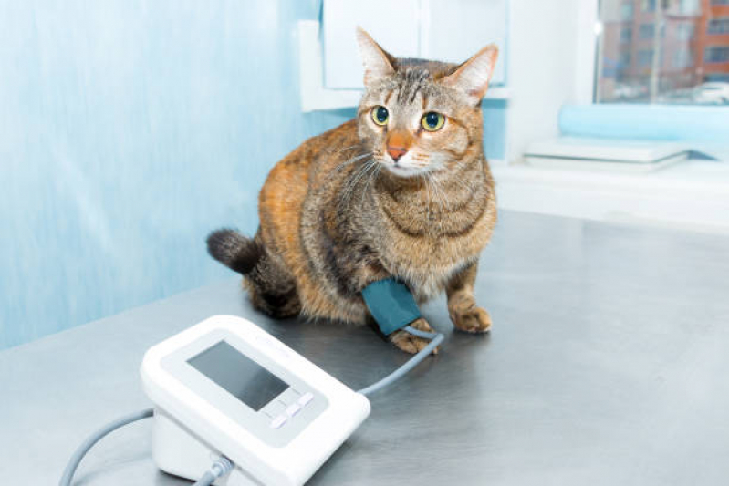 Eletrocardiograma para Gatos Marcar Unaí - Eletrocardiograma para Pet