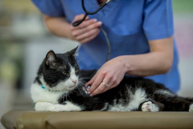 Eletrocardiograma para Gatos Caldas Novas - Eletrocardiograma para Animais