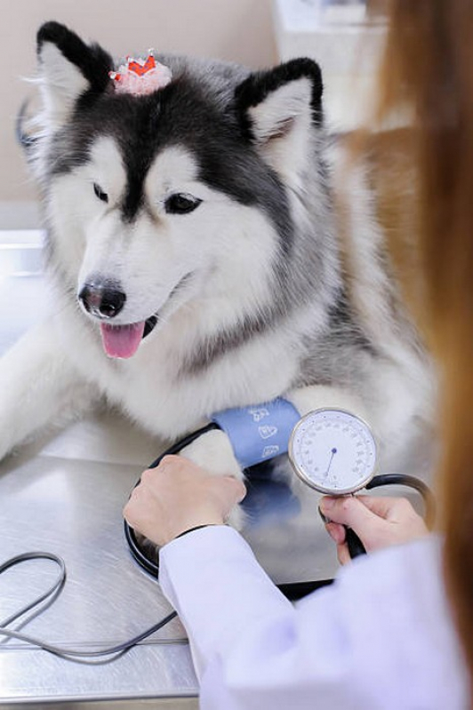 Endereço de Clínica Veterinária para Cães Formosa - Clínica 24 Horas Veterinária