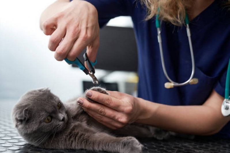 Endereço de Clínica Veterinária para Gatos Sobradinho - Clínica Veterinária