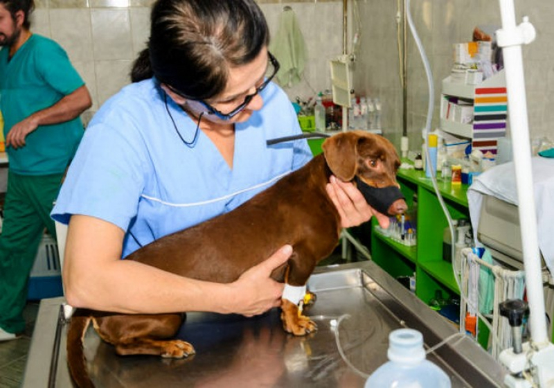 Endereço de Hospital para Cachorro Goianápolis - Hospital Veterinario Perto de Mim