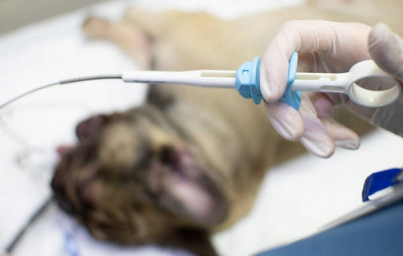 Endoscopia em Cães Miracema do Tocantins - Endoscopia Animal
