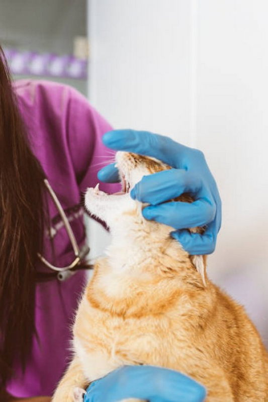 Endoscopia em Gatos Marcar Sobradinho - Endoscopia para Cães