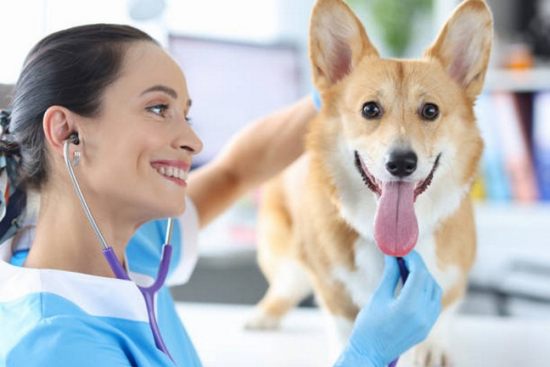 Endoscopia em Pequenos Animais Marcar Núcleo Bandeirante - Endoscopia para Cães