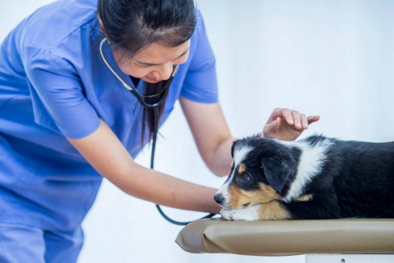 Endoscopia para Animais Agendar Fercal - Exame de Urina de Cachorro