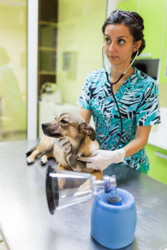 Endoscopia para Animais Núcleo Bandeirante - Exame de Fezes Cachorro