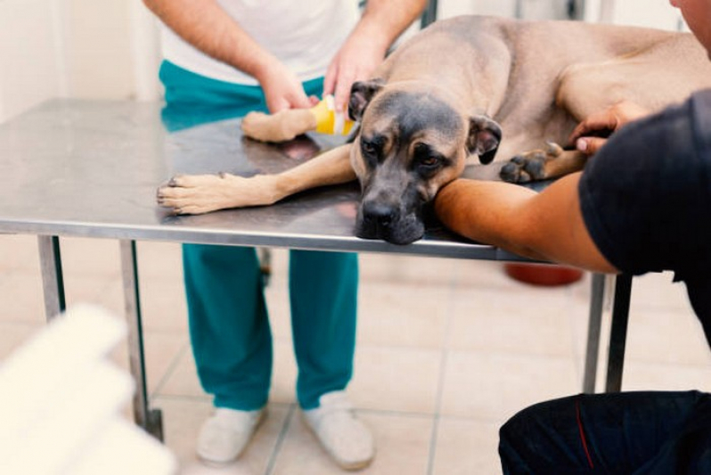 Endoscopia para Animal de Estimação Marcar Cruzeiro Velho - Endoscopia Animal Brasília