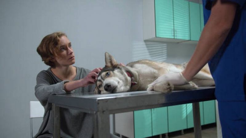 Endoscopia para Animal Marcar Santa Bárbara - Endoscopia para Cães