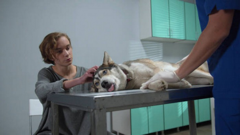 Endoscopia para Animal Corumbá de Goiás - Endoscopia em Cães