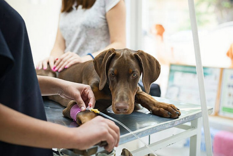 Endoscopia para Cães Marcar Luziânia - Endoscopia para Animal