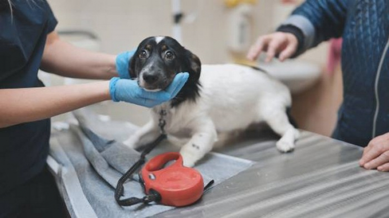 Endoscopia para Cães Novo Gama - Endoscopia Animal Águas Claras