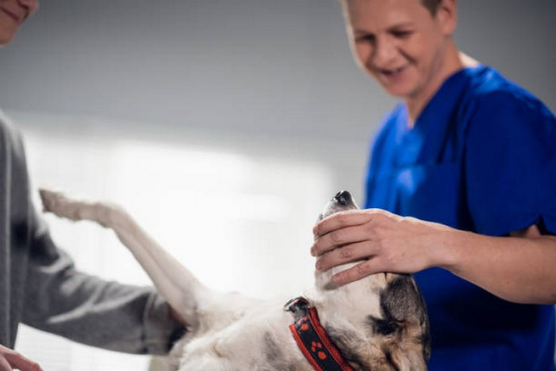 Endoscopia Pet Marcar Brejinho de Nazaré - Endoscopia para Animais de Estimação