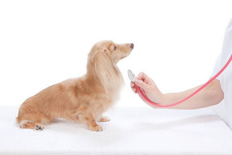 Exame de Citologia em Cães Agendar Ceilândia - Ultrassom para Animais