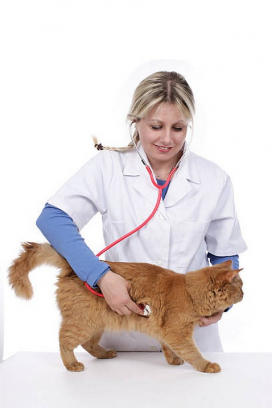 Exame de Ecocardiograma para Animais Agendar Recanto das Emas - Exames Laboratoriais para Animais