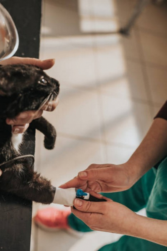 Exame de Raiva em Gatos Paranoá - Exame de Sangue para Gatos