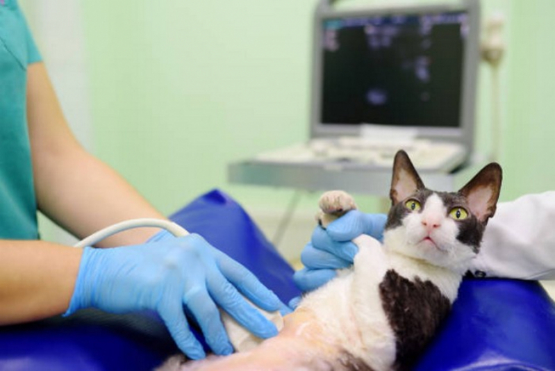 Exame de Sangue para Gatos Marcar Cristalina - Exame Urina Gato