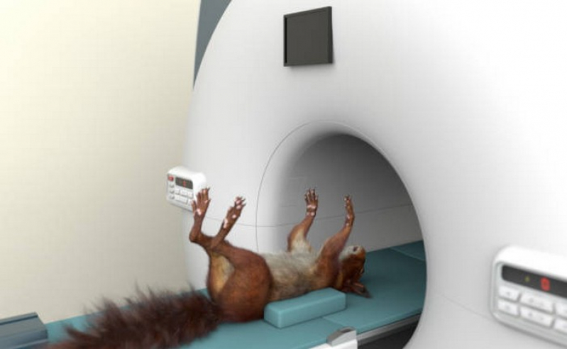 Exame de Tomografia para Animais Agendar Miracema do Tocantins - Exames Laboratoriais para Animais