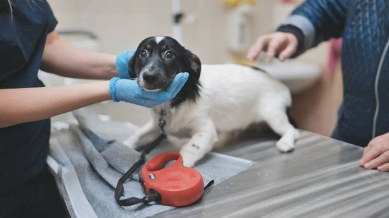 Exame Fezes Cachorro Marcar Nova Veneza - Exame de Urina para Cachorro