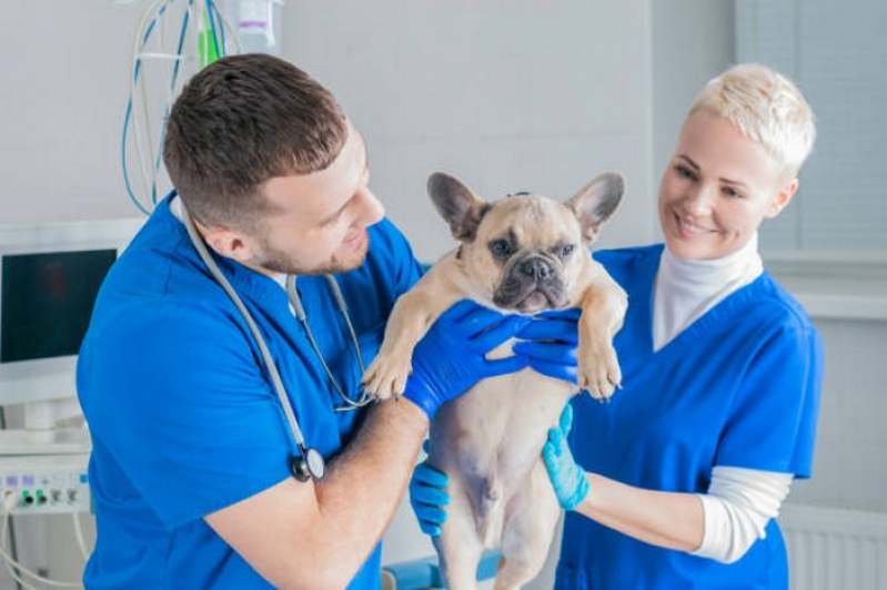 Hospital Veterinario Cães e Gatos 24h Contato Monte do Carmo - Hospital para Cachorro