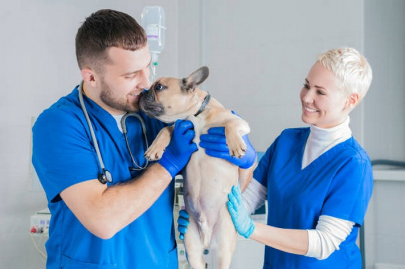 Hospital Veterinario Cães e Gatos 24h Paranoá - Hospital Veterinario Perto de Mim