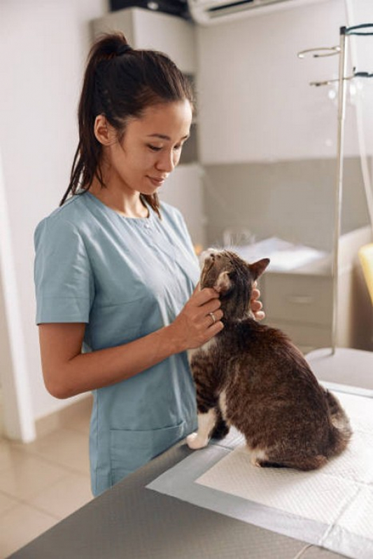 Hospital Veterinario Cães e Gatos Contato Sobradinho - Hospital de Medicina Veterinária