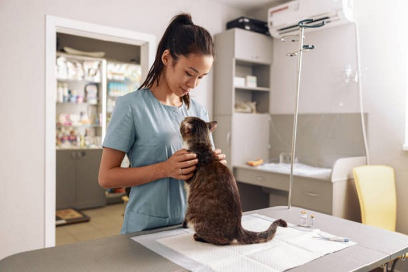 Hospital Veterinario Contato Octogonal - Hospital Veterinario Cães e Gatos 24h