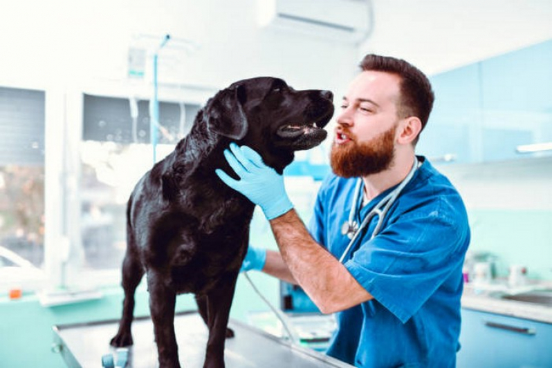 Hospital Veterinario Perto de Mim Contato Lajeado - Hospital Veterinario Cães e Gatos 24h
