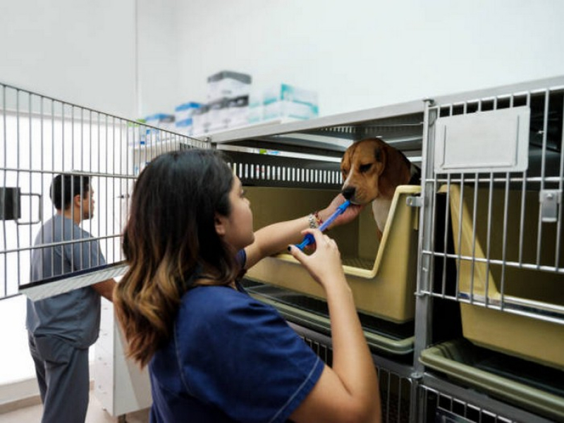 Internação de Animais Clínica Samambaia - Internação para Animais Domésticos