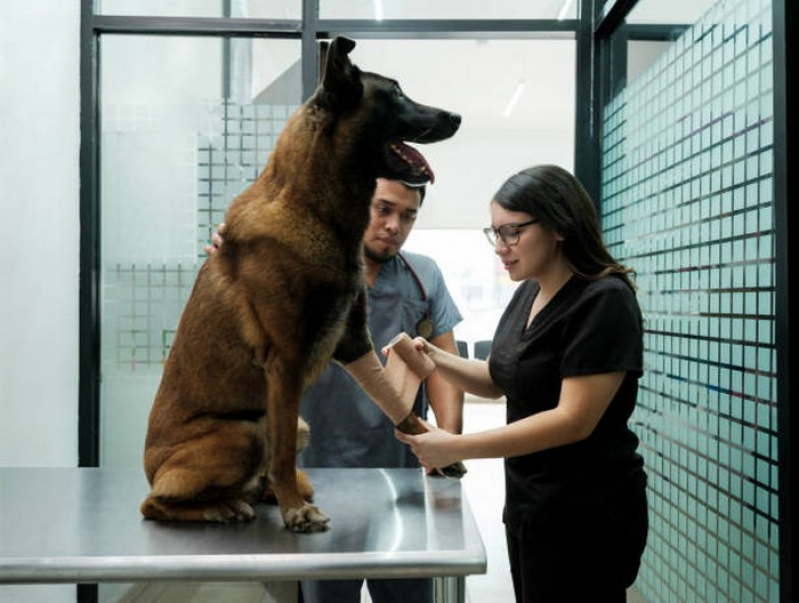 Internação para Cachorro Clínica Riacho Fundo I - Internação para Animais Domésticos