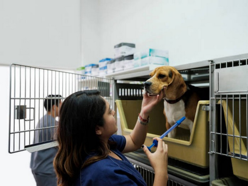 Internação para Cães e Gatos Riacho Fundo II - Internação de Animais