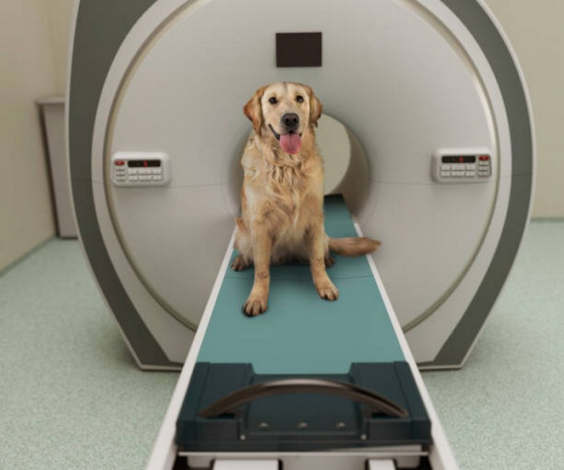 Laboratório de Exame de Tomografia para Animais Ipueiras - Exame de Fezes Cachorro