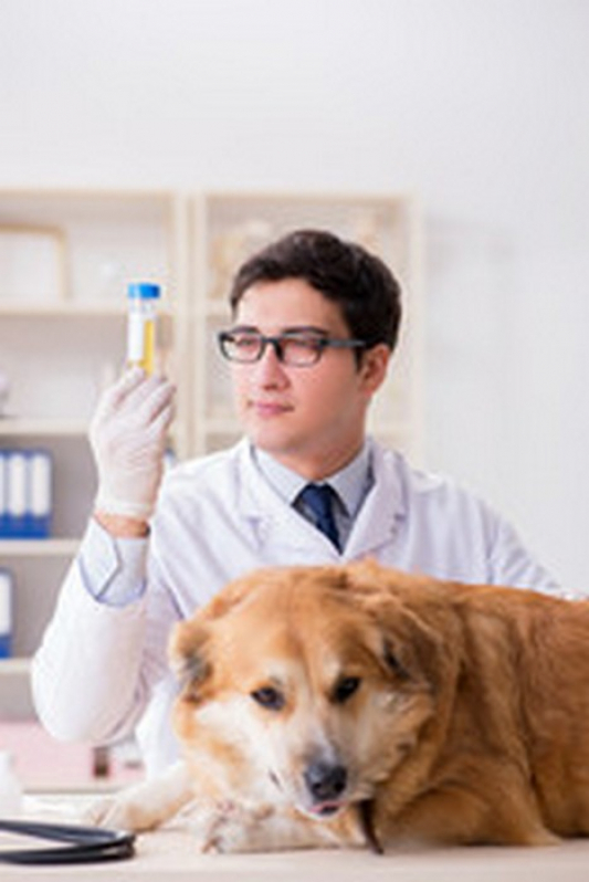 Laboratório de Exame de Urina de Cachorro Barrolândia - Exame de Fezes Cachorro