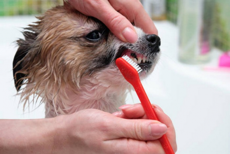 Odontologia Animal Clínica Goianápolis - Odontologia para Cachorro