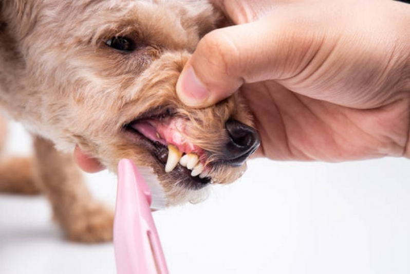 Odontologia Cachorro Clínica Paracatú - Odontologia de Pequenos Animais