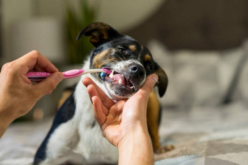 Odontologia Cachorro Gameleira - Odontologia Felina