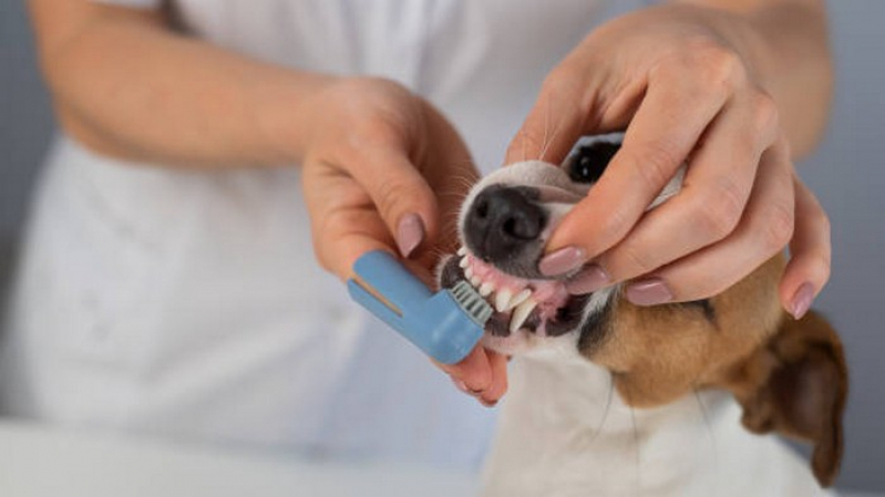 Odontologia Canina Clínica Plano Piloto - Odontologia Felina
