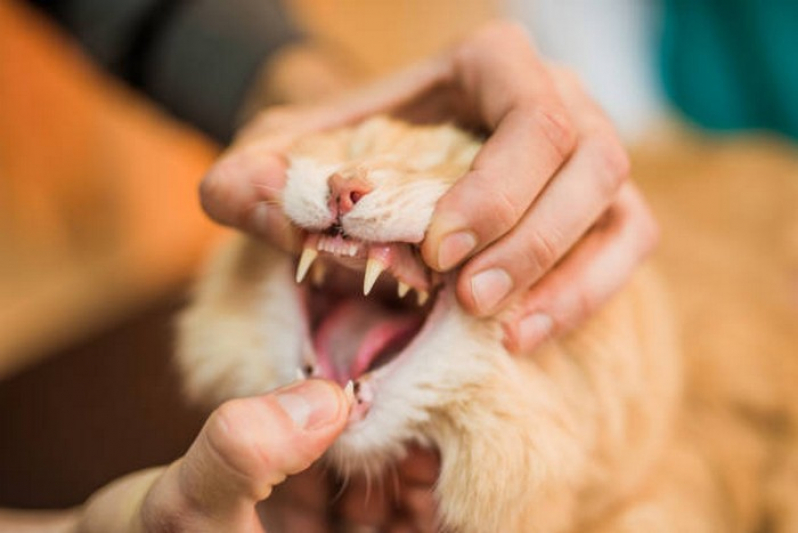 Odontologia de Pequenos Animais Clínica Noroeste - Odontologia para Gatos