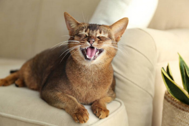 Odontologia de Pequenos Animais Palmas - Odontologia para Gatos