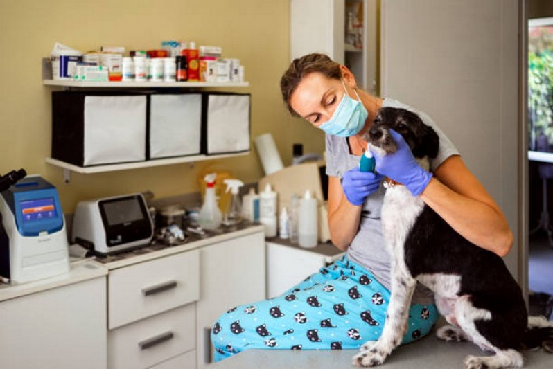 Odontologia em Pequenos Animais Clínica Paranoá - Odontologia para Gatos