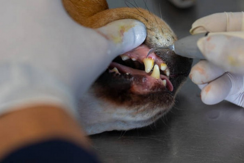 Odontologia em Pequenos Animais Luziânia - Odontologia para Cachorro Águas Claras