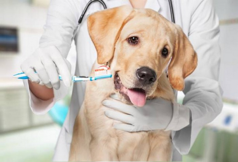 Odontologia Gatos Barrolândia - Odontologia para Cachorro