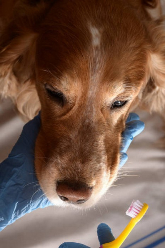 Odontologia para Cachorro Águas Claras - Odontologia Animal