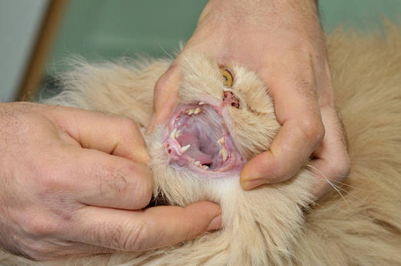 Odontologia para Gatos Clínica Núcleo Bandeirante - Odonto Animal