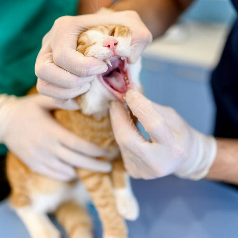 Odontologia para Gatos Abadiânia - Odontologia Animal