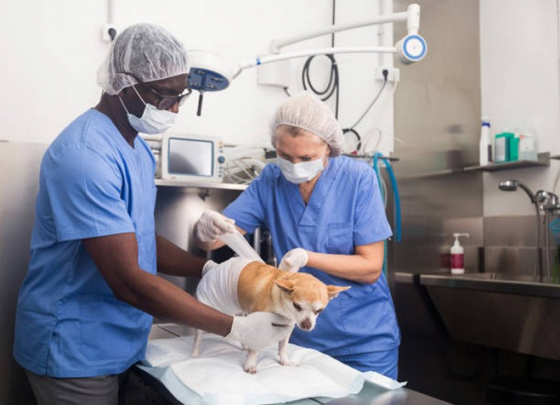 Onde Agendar Cirurgia em Animais de Companhia São Sebastião - Cirurgia Veterinária em Pequenos Animais
