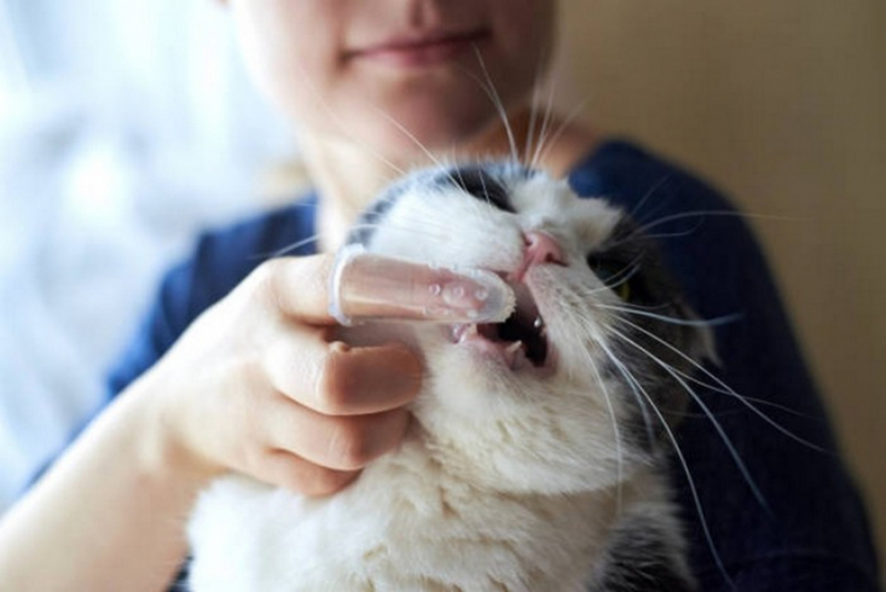 Onde Agendar Veterinária de Felinos Miranorte - Veterinário para Gatos