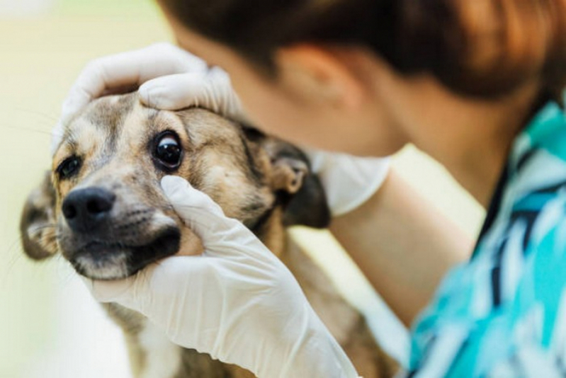 Onde Agendar Veterinário para Cachorro Tocantínia - Veterinário Cães e Gatos 24h