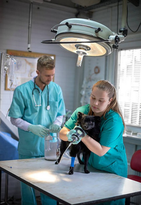 Onde Faz Cirurgia Animal Pompílio Marques - Cirurgia para Retirar Tumor de Cachorro
