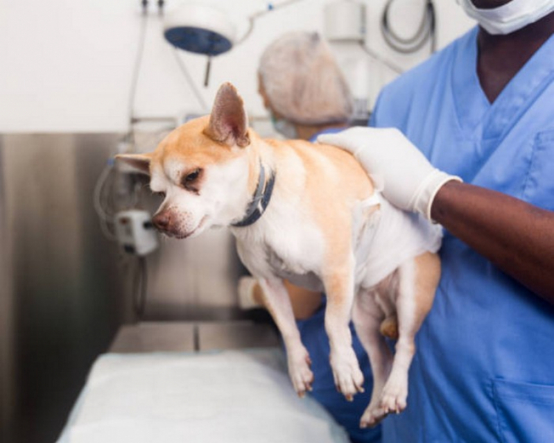 Onde Faz Cirurgia para Retirar Tumor de Cachorro Pirinópolis - Cirurgia em Animais de Companhia