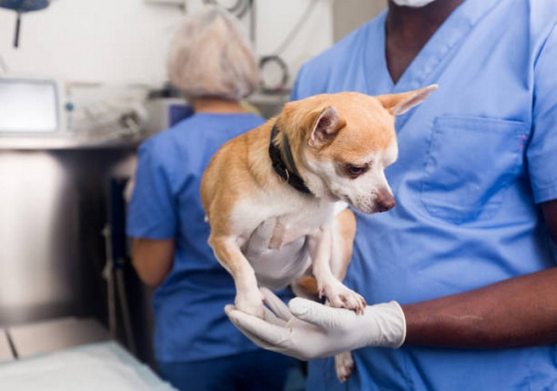 Onde Faz Cirurgia Veterinária em Pequenos Animais Boa Vista - Cirurgia em Animais